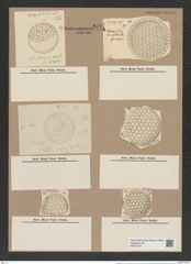 Stephanopyxis turris var. arctica Grun. (de-Toni-Nr.: Genus 187, Species 4624) Zeichnungen Sammlung Grunow Nr. 8247 (NHMW-BOT-W0377641)